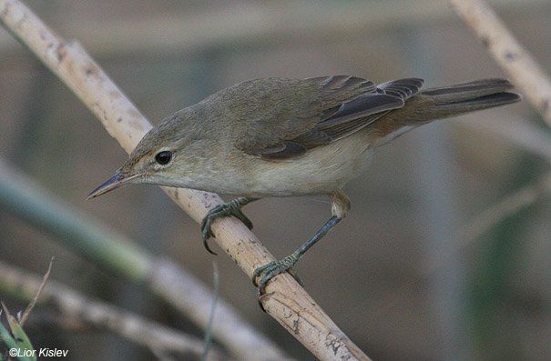   Eurasian Reed Warbler Acrocephalus scirpaceus    , , 2008:  